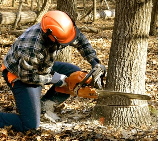 Tree Removal in Oakland Gardens, NY